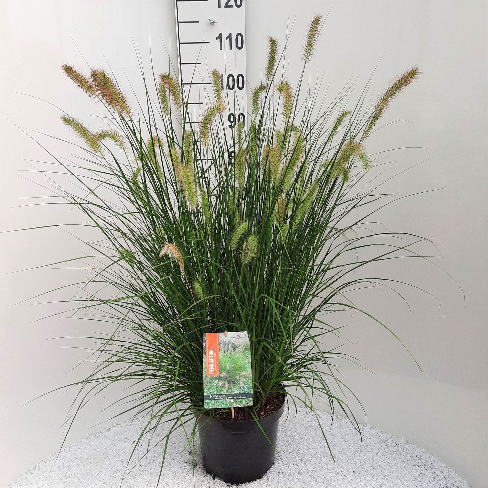 Pennisetum Hameln 40cm 26cm Pot