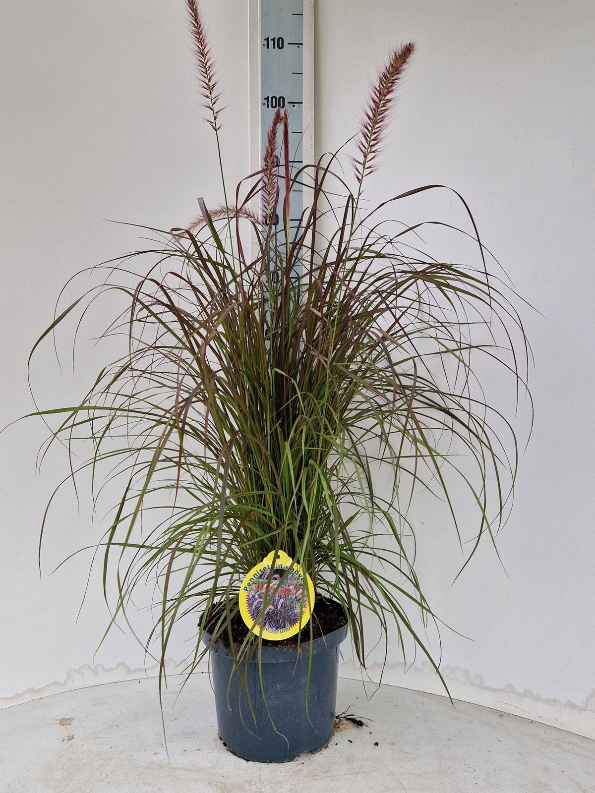 Pennisetum Rubrum 100cm 23cm Pot