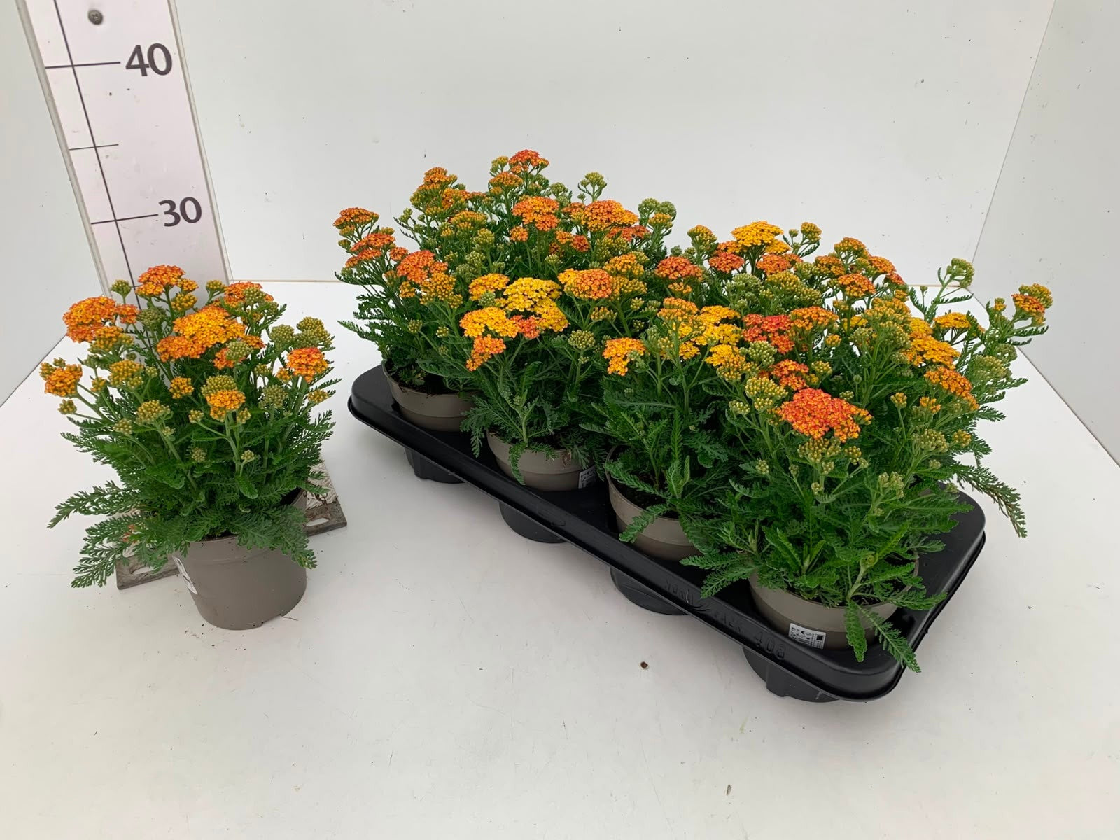 Achillea mil. Desert Eve Yellow 27cm 512cm Pot