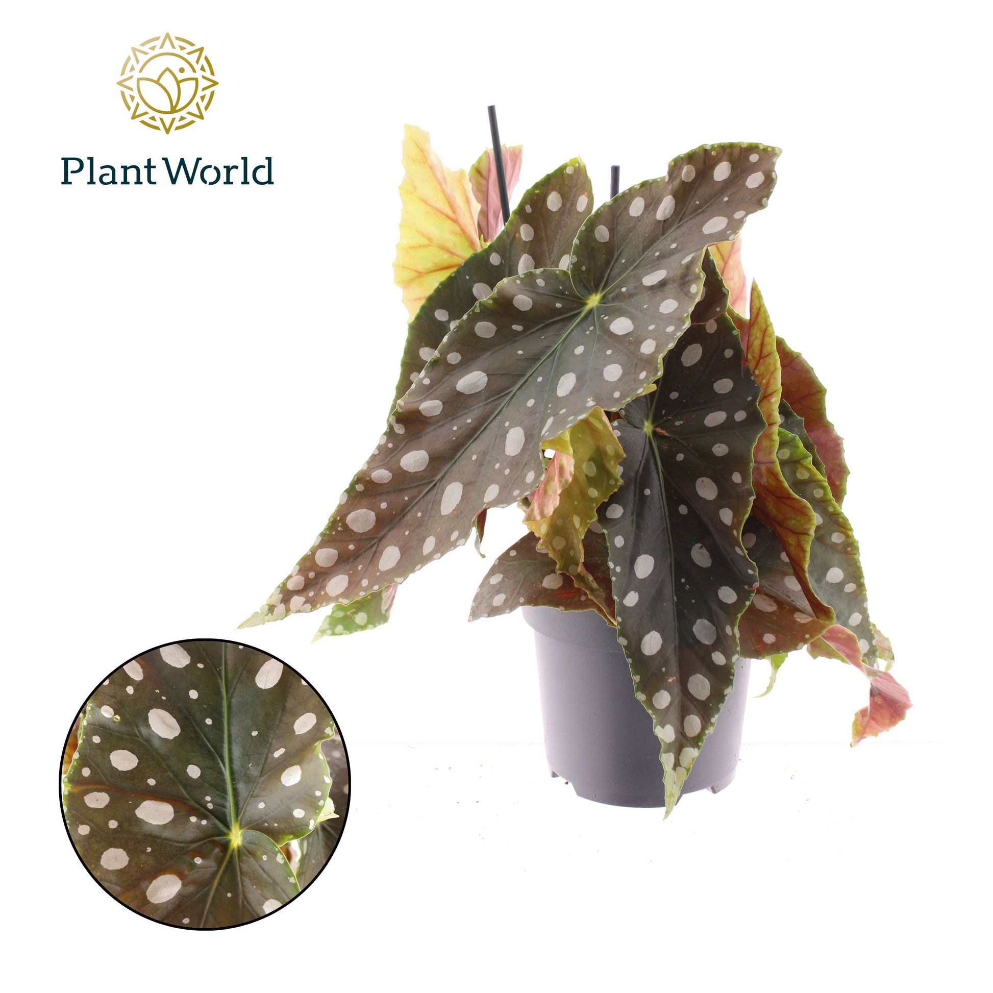 Begonia maculata 40cm 17cm Pot