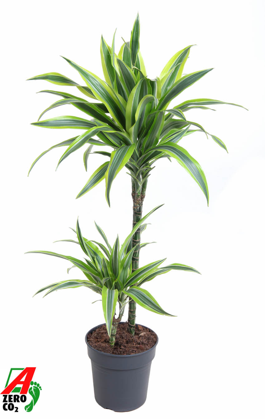 Dracaena fragrans Lemon Lime 45-15 100cm 19cm Pot
