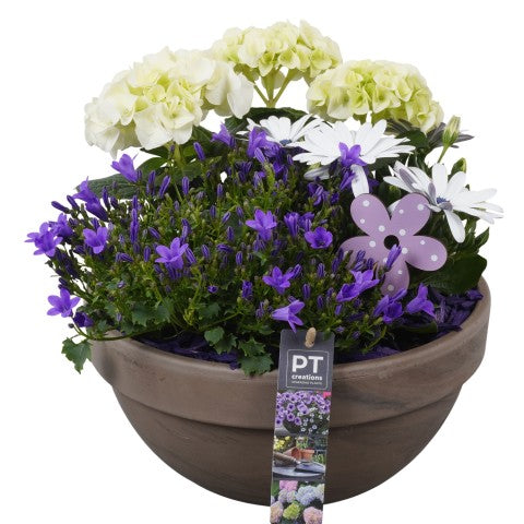 PTPP6931 Arrangementen Perkplanten 27cm 26cm Pot