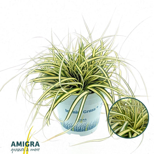 Carex Evercolor Evergold 20cm 510cm Pot