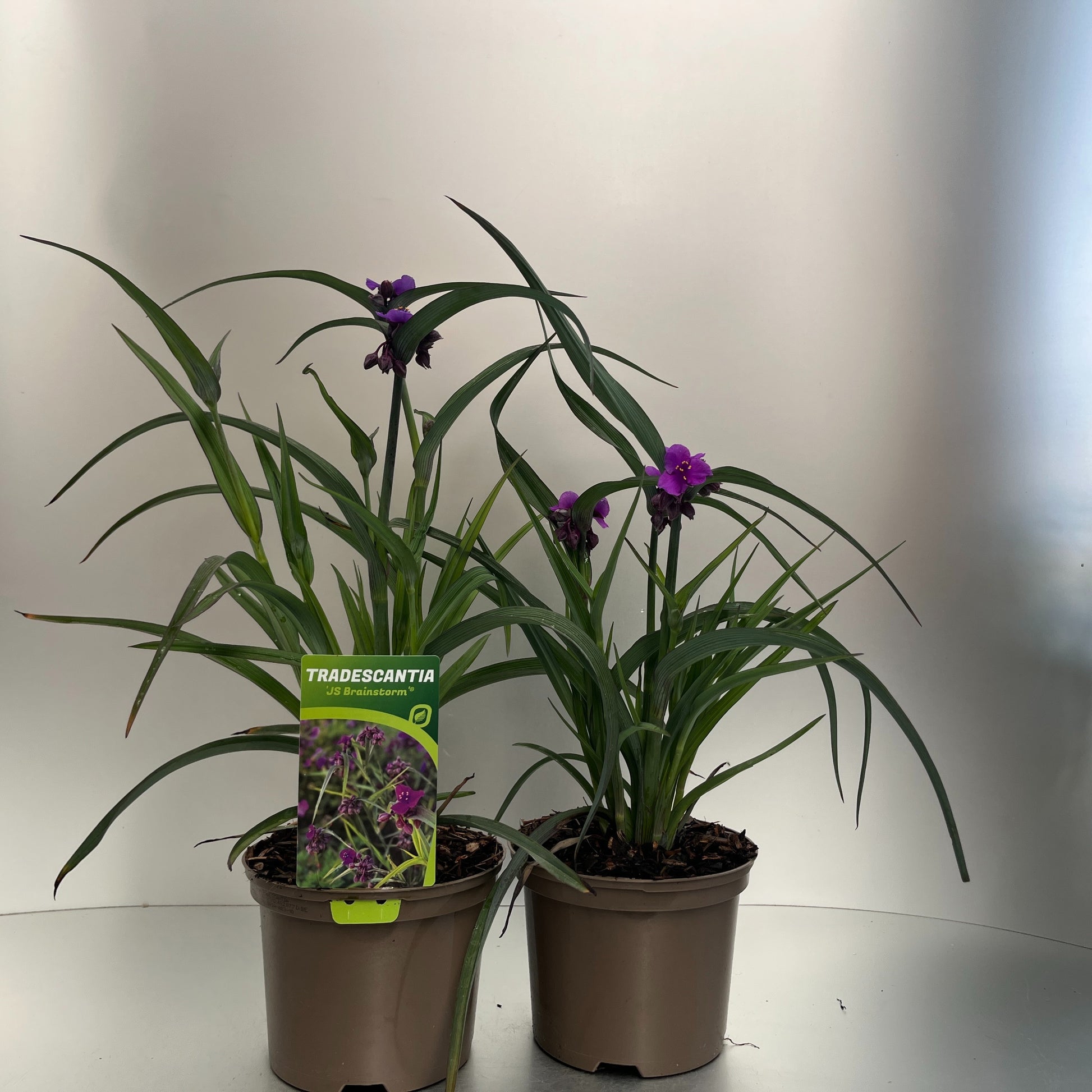 Tradescantia and. Brainstorm 30cm 17cm Pot