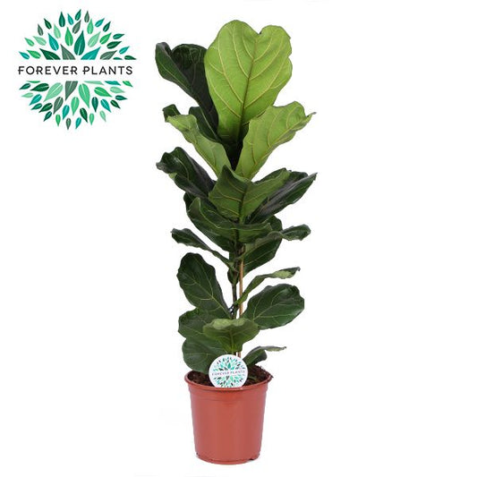 Ficus lyrata 110cm 24cm Pot