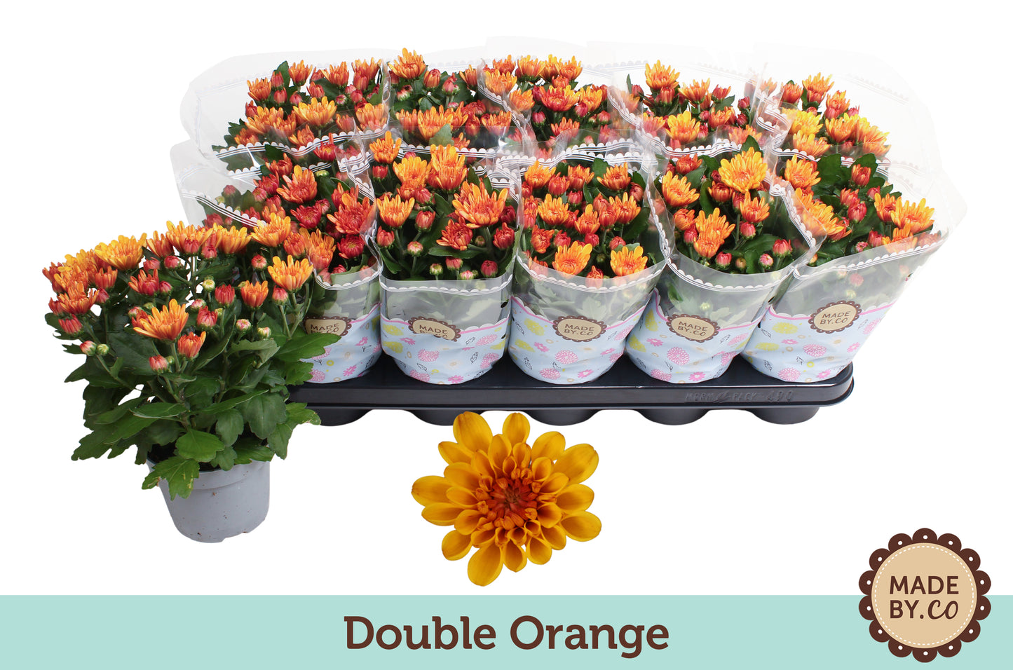 Chrysanthemum Mount Aubisque Amber 25cm 12cm Pot