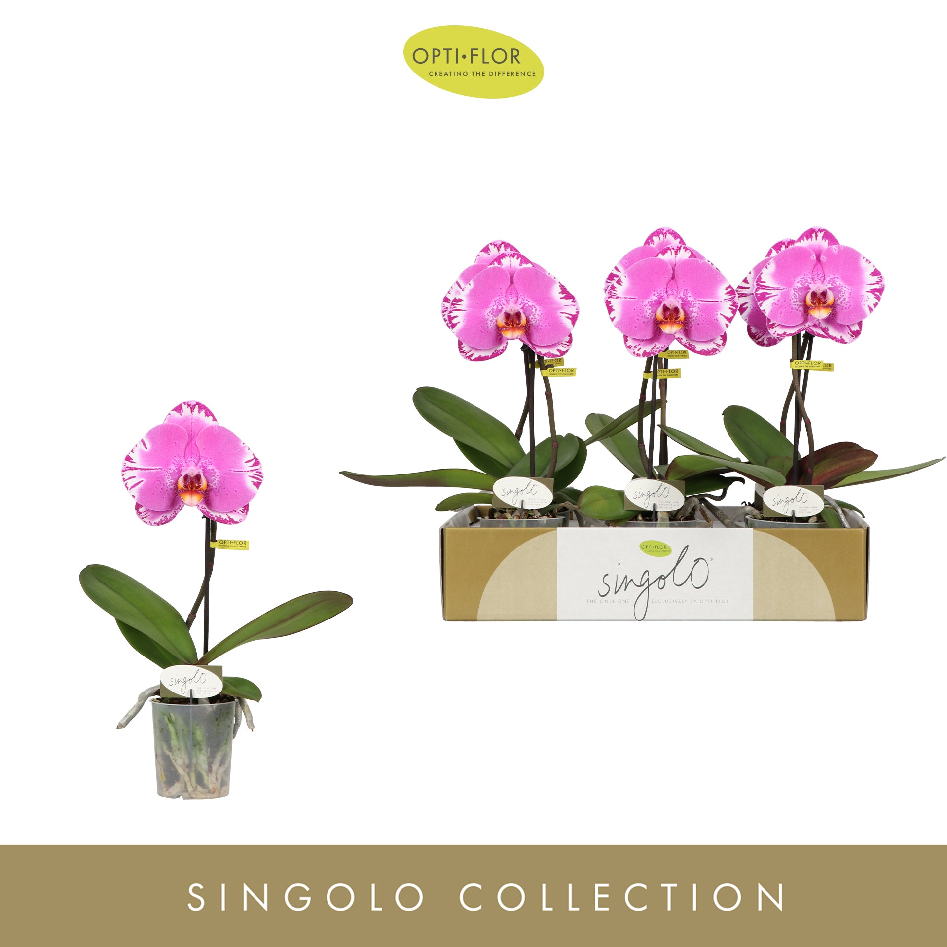 Phalaenopsis singolo Victorio 40cm 9cm Pot