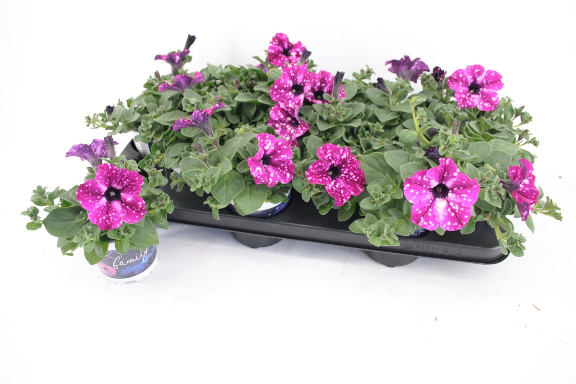 Petunia Circus Sky 20cm 510cm Pot