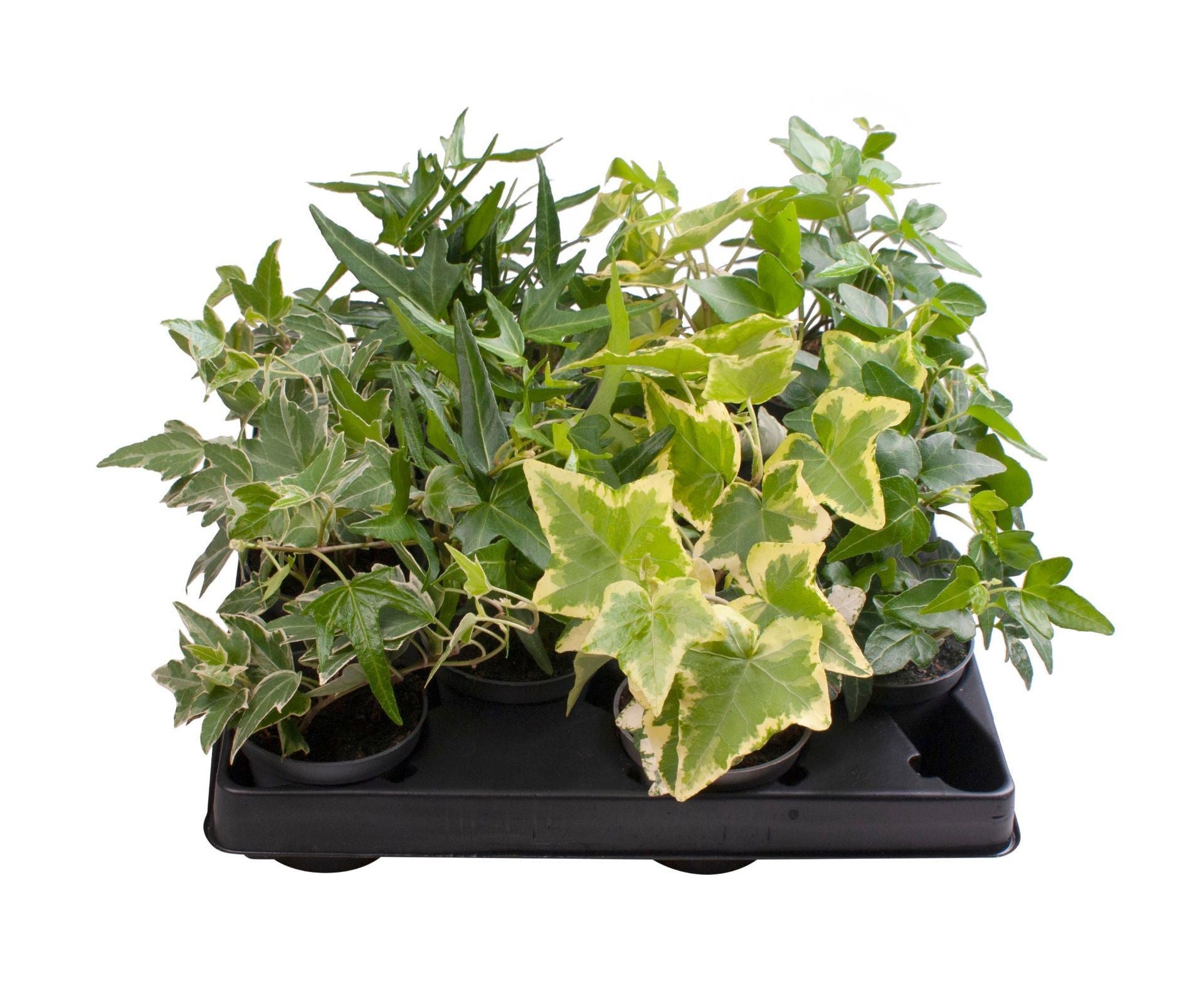 Hedera helix mix 6cm Pot