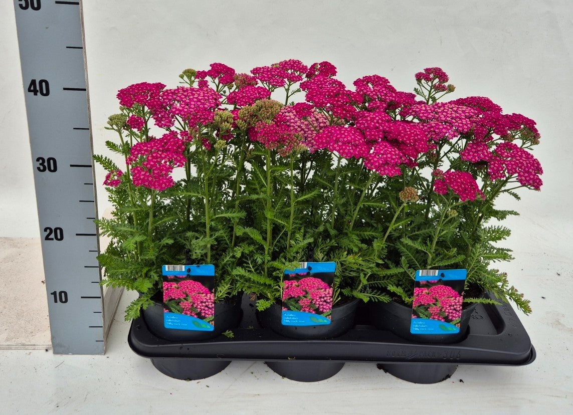 Achillea Milly Rock Yellow 30cm 17cm Pot