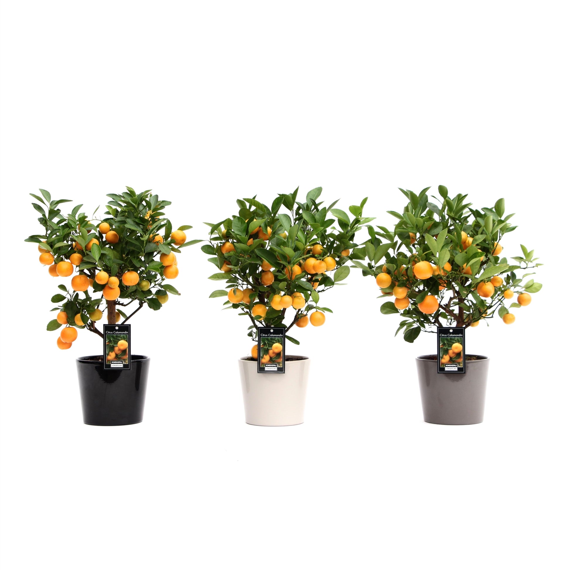 Citrus calamondin in Roma ceramic 40cm 16cm Pot