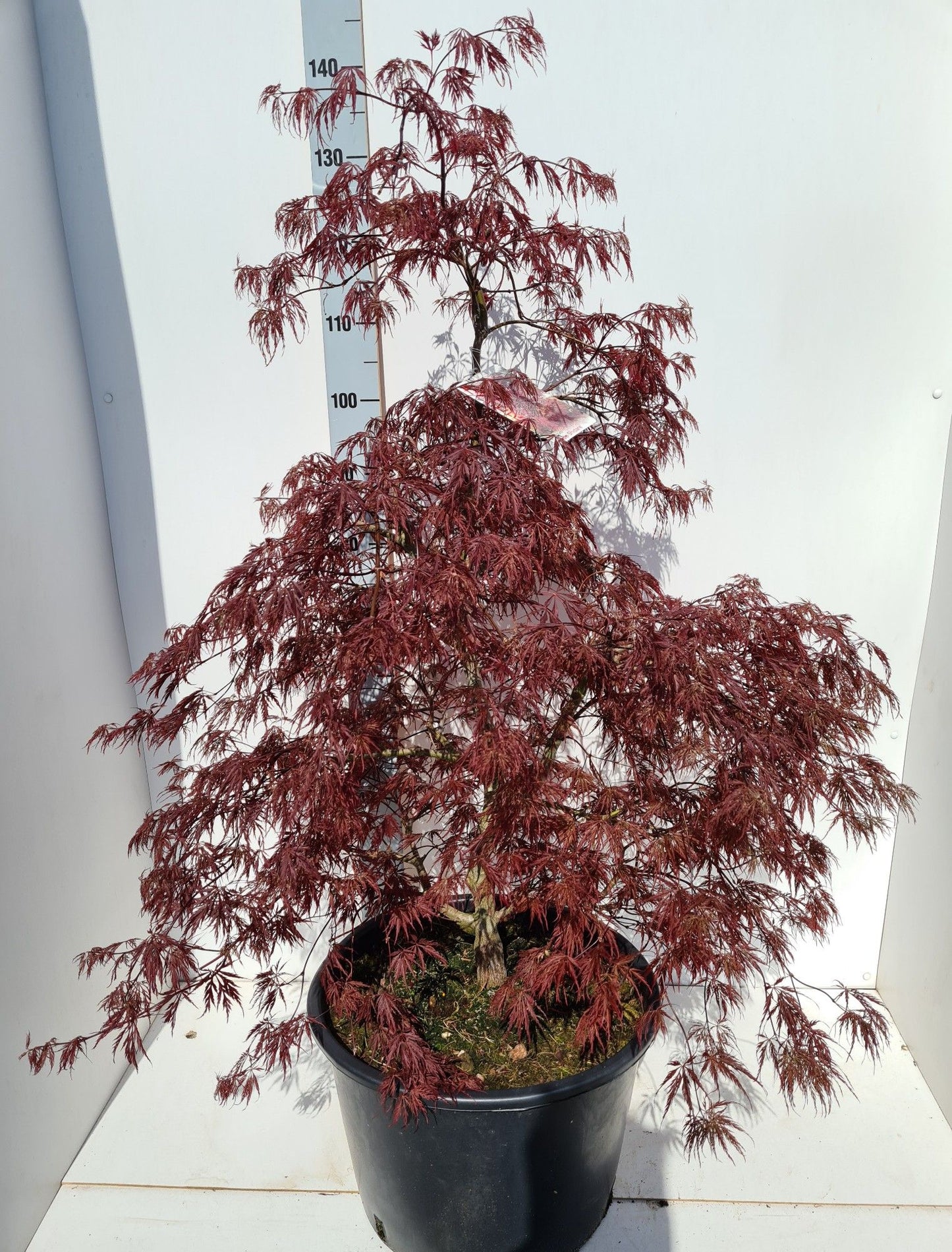 Acer palm. Inaba-shidare 140cm 43cm Pot