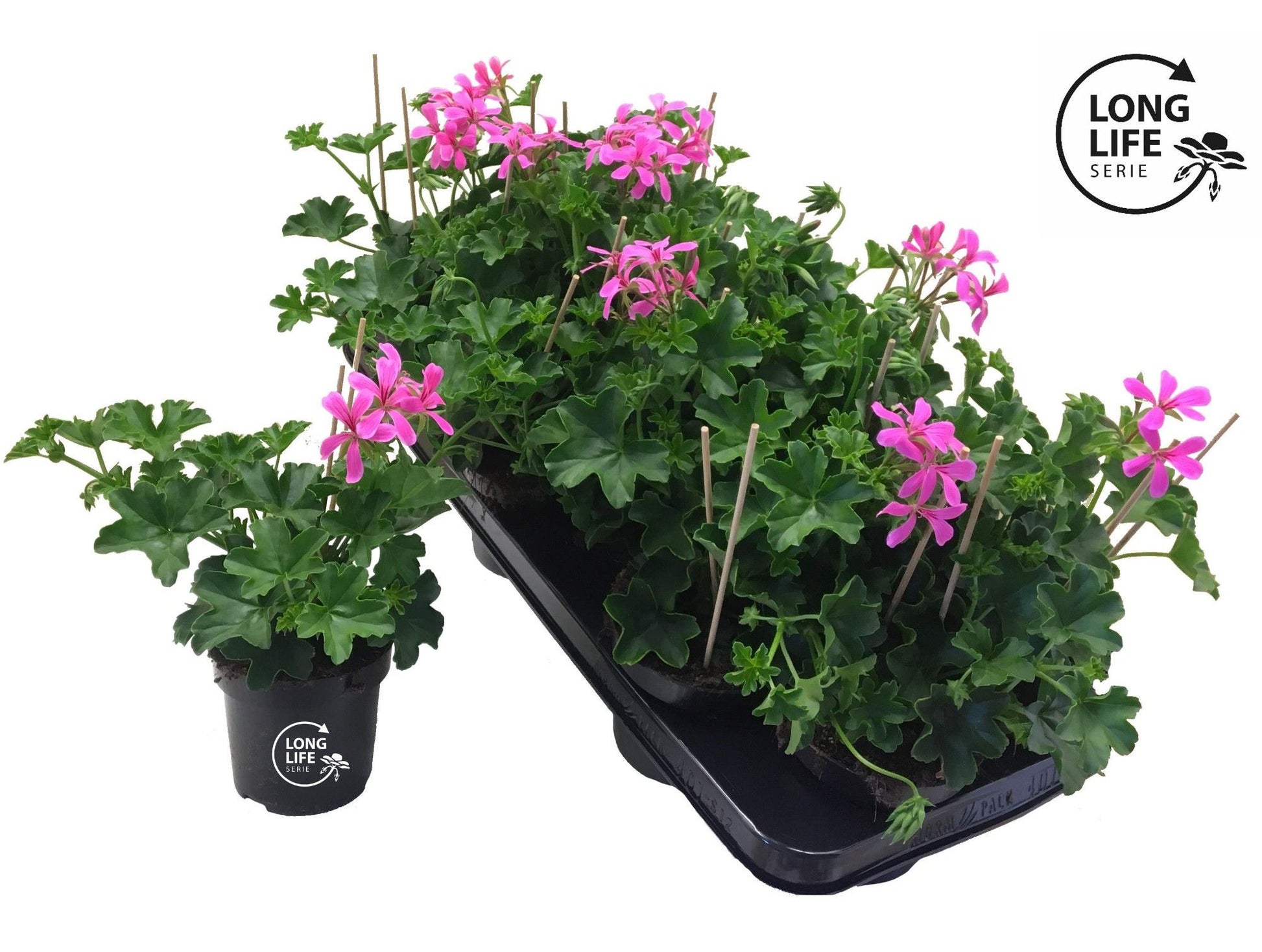 Pelargonium pelt. balkon lila 25cm 510cm Pot