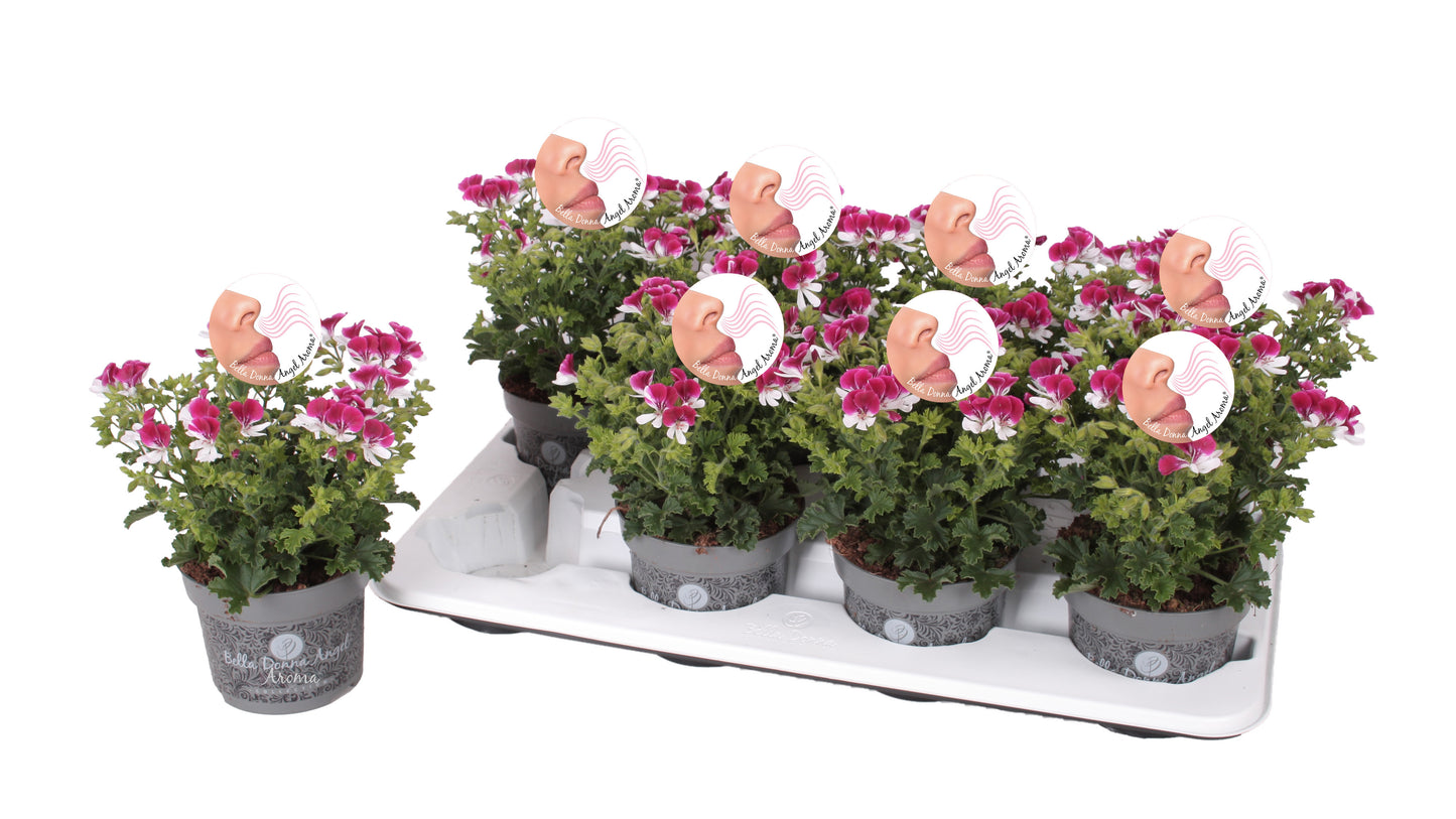 Pelarg. gr. Angel Aroma Senna 25cm 12cm Pot