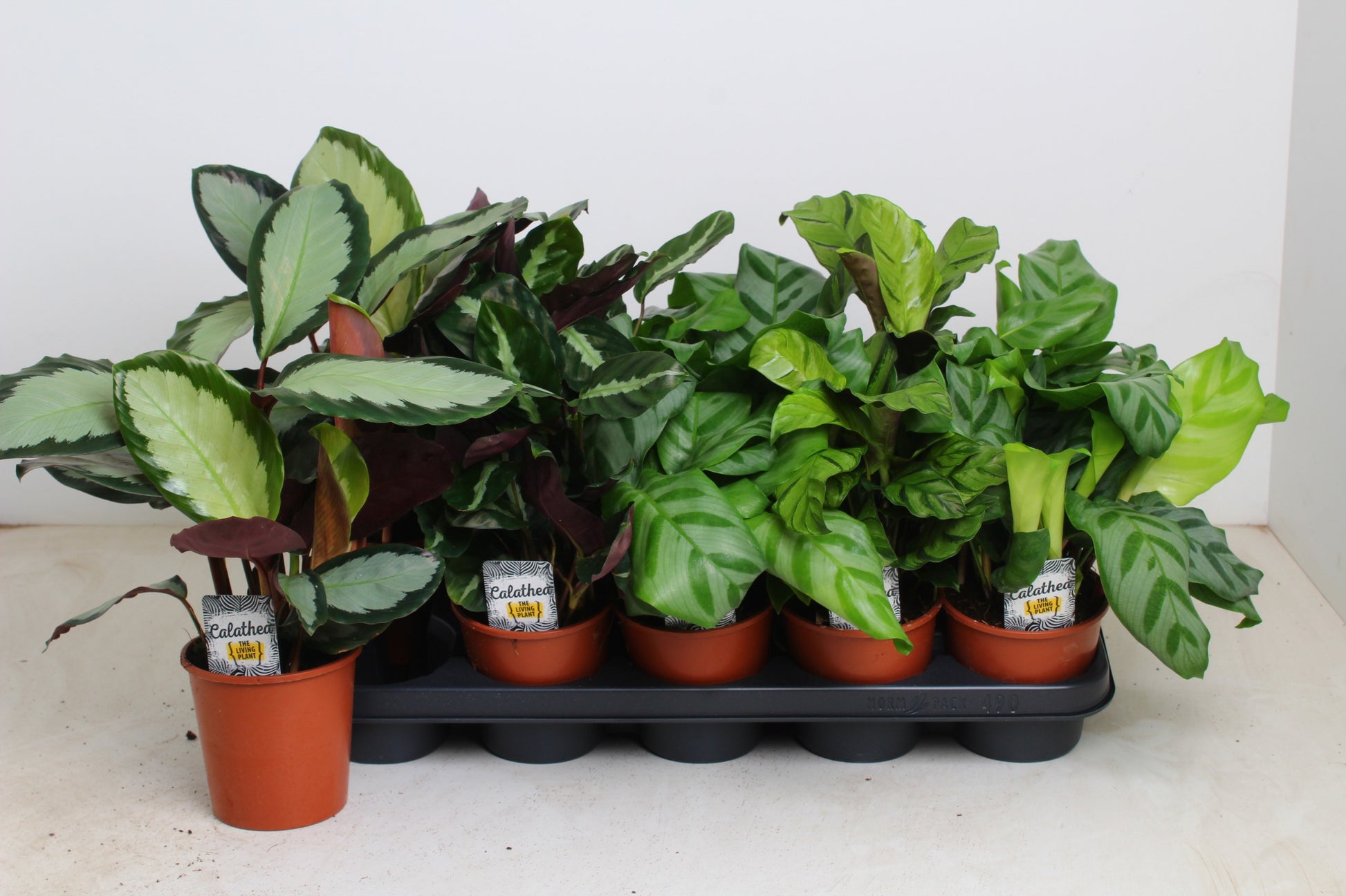 Calathea mix 35cm 12cm Pot