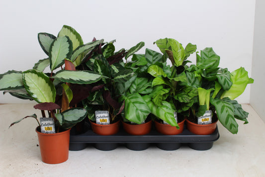 Calathea mix 35cm 12cm Pot