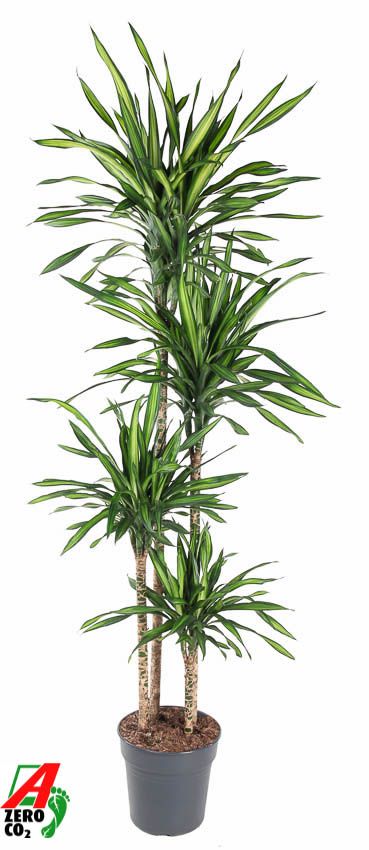 Dracaena frag. Riki 160cm 27cm Pot