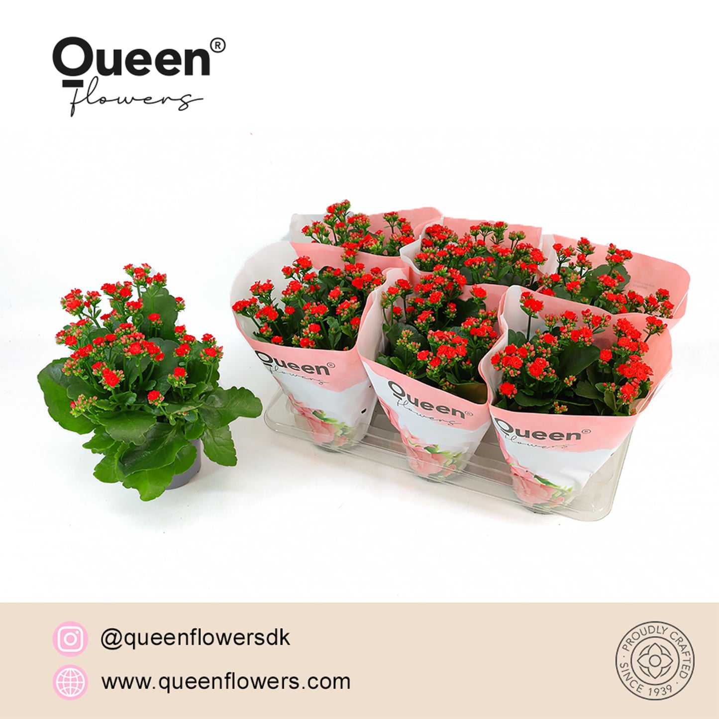 Kalanchoe Rose Flowers Noelle 26cm 14cm Pot
