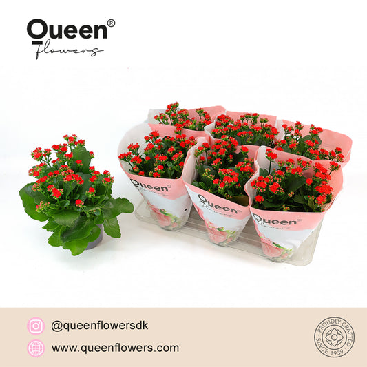 Kalanchoe Rose Flowers Noelle 26cm 14cm Pot