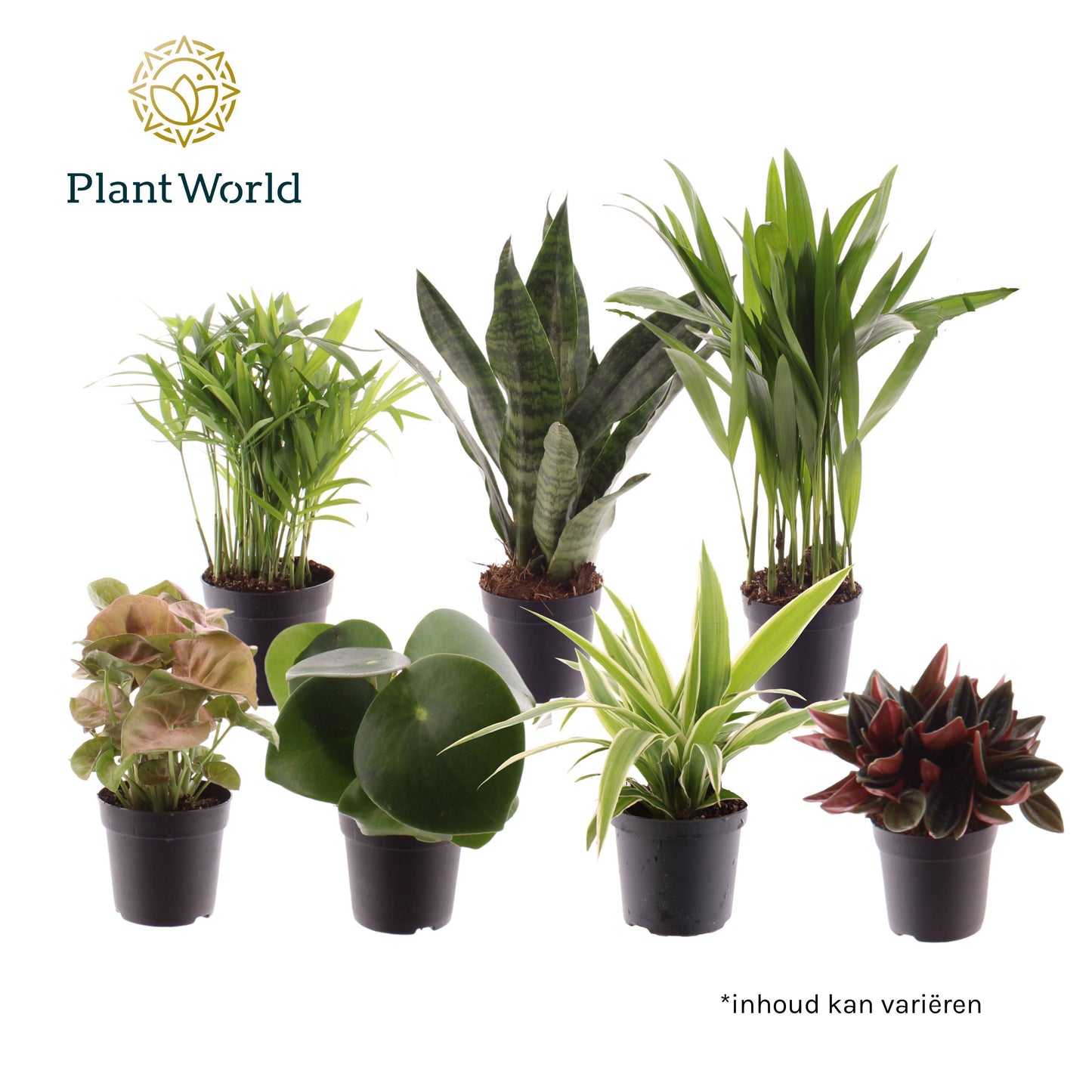 Foliage houseplants mix 15cm 7cm Pot