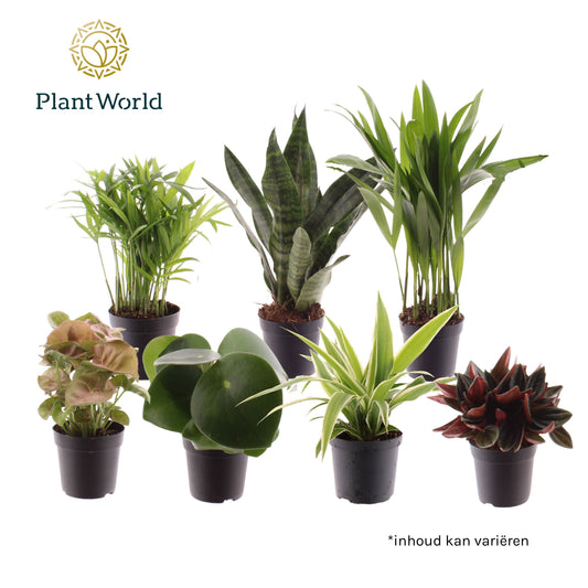 Foliage houseplants mix 15cm 7cm Pot
