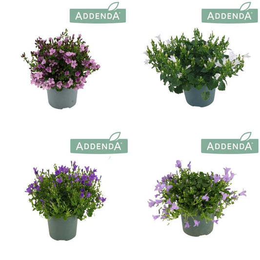 Campanula Addenda mix 17cm 510cm Pot