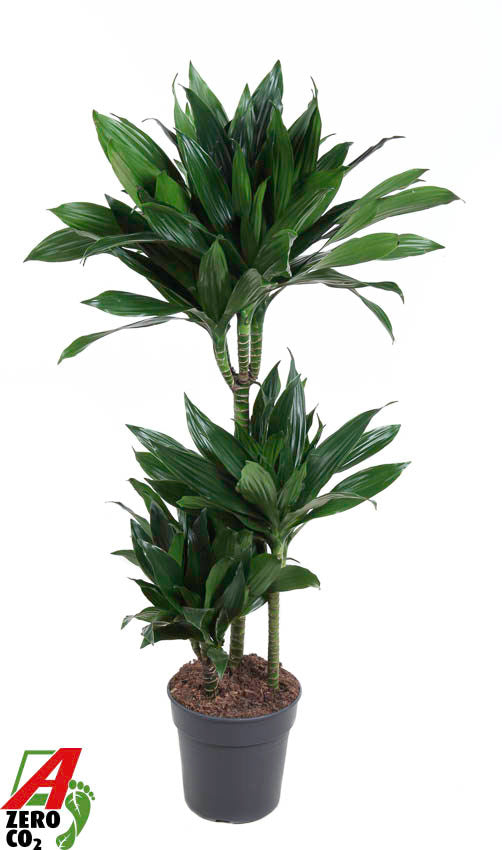 Dracaena fragrans Green Jewel 60-30-15 120cm 21cm Pot