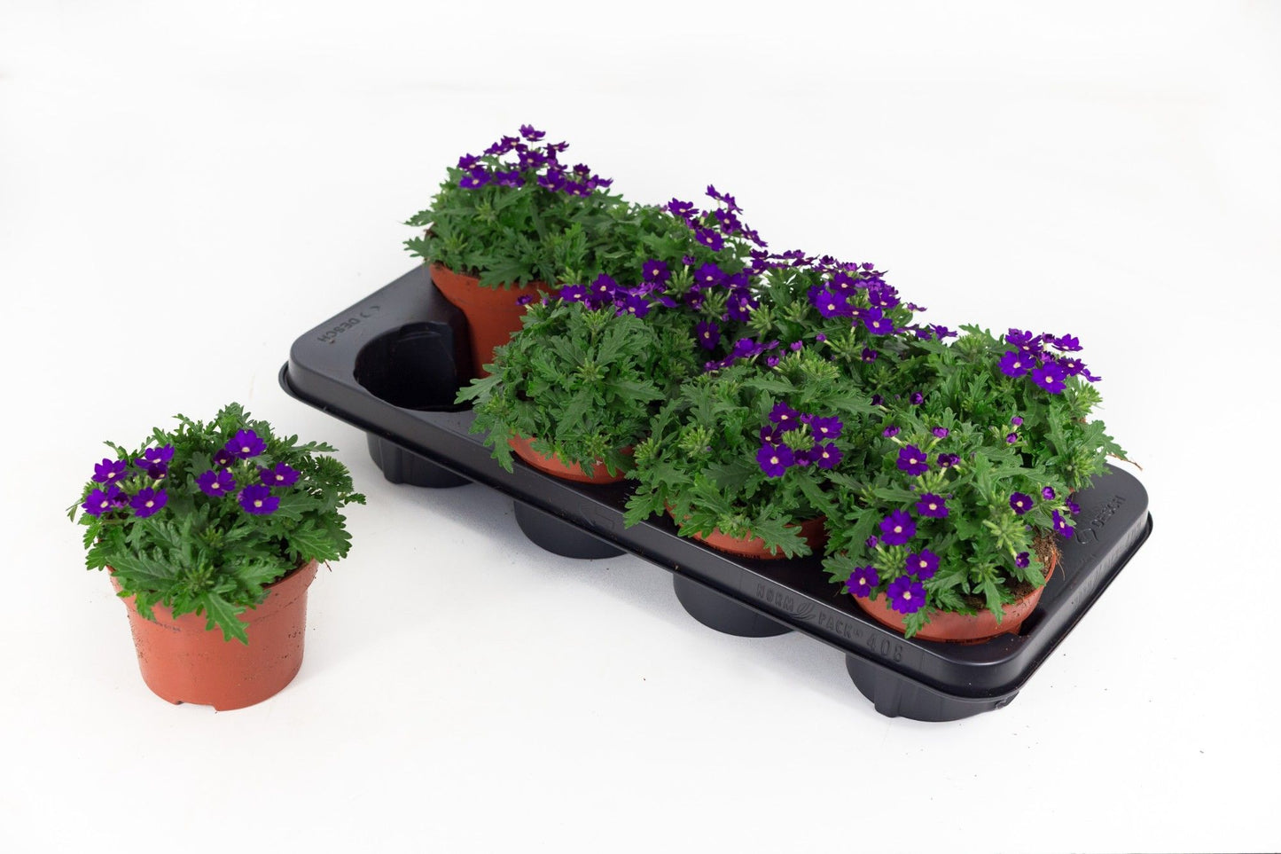 Verbena Drums Blue 20cm 13cm Pot