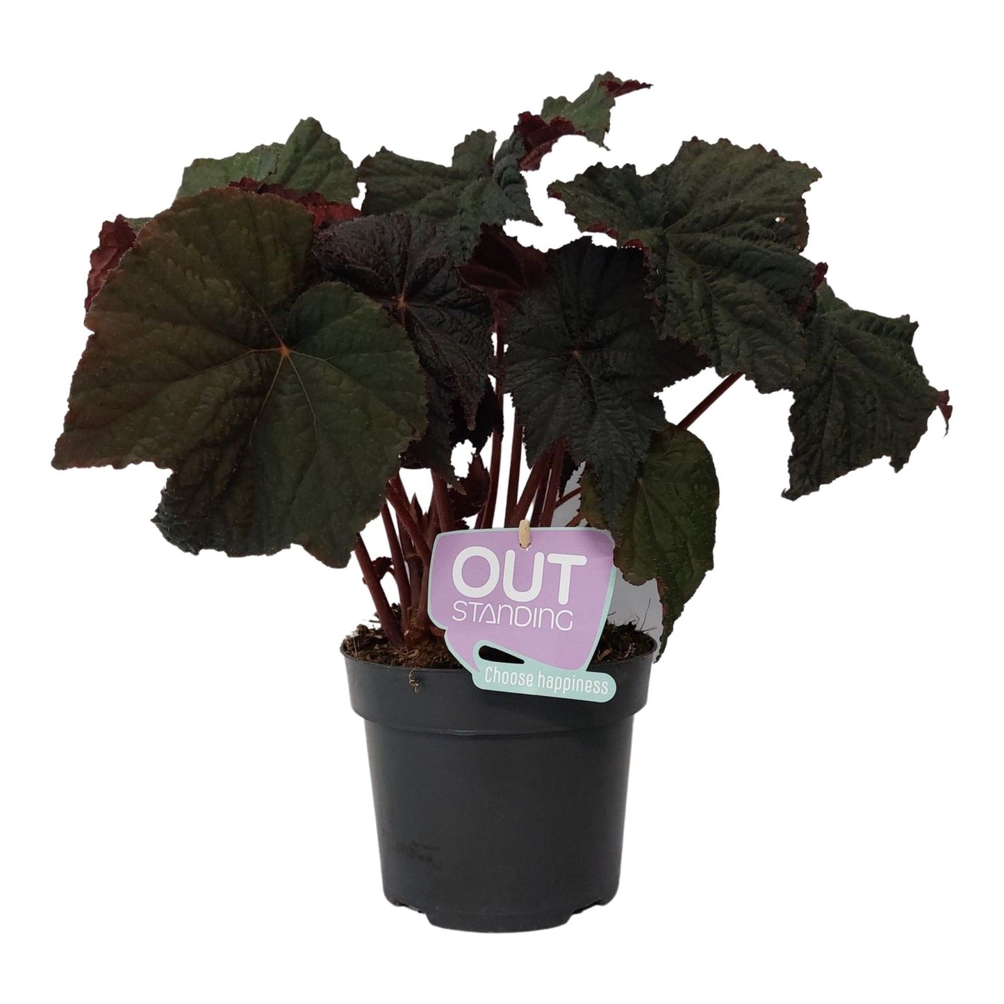 Begonia Dark side of the moon 35cm 17cm Pot