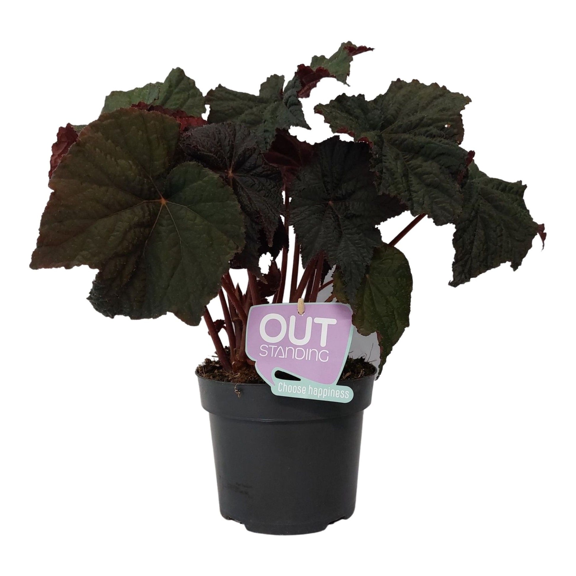 Begonia Dark side of the moon 35cm 17cm Pot
