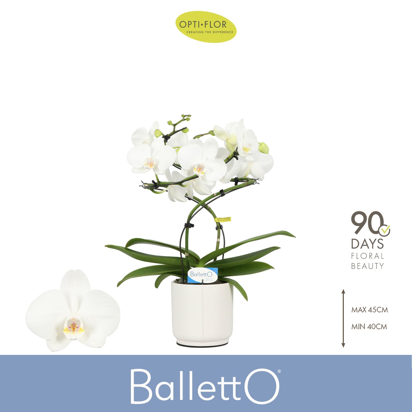 Phalaenopsis Wing Balletto in ceramic 40cm 12cm Pot