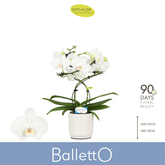 Phalaenopsis Wing Balletto in ceramic 40cm 12cm Pot