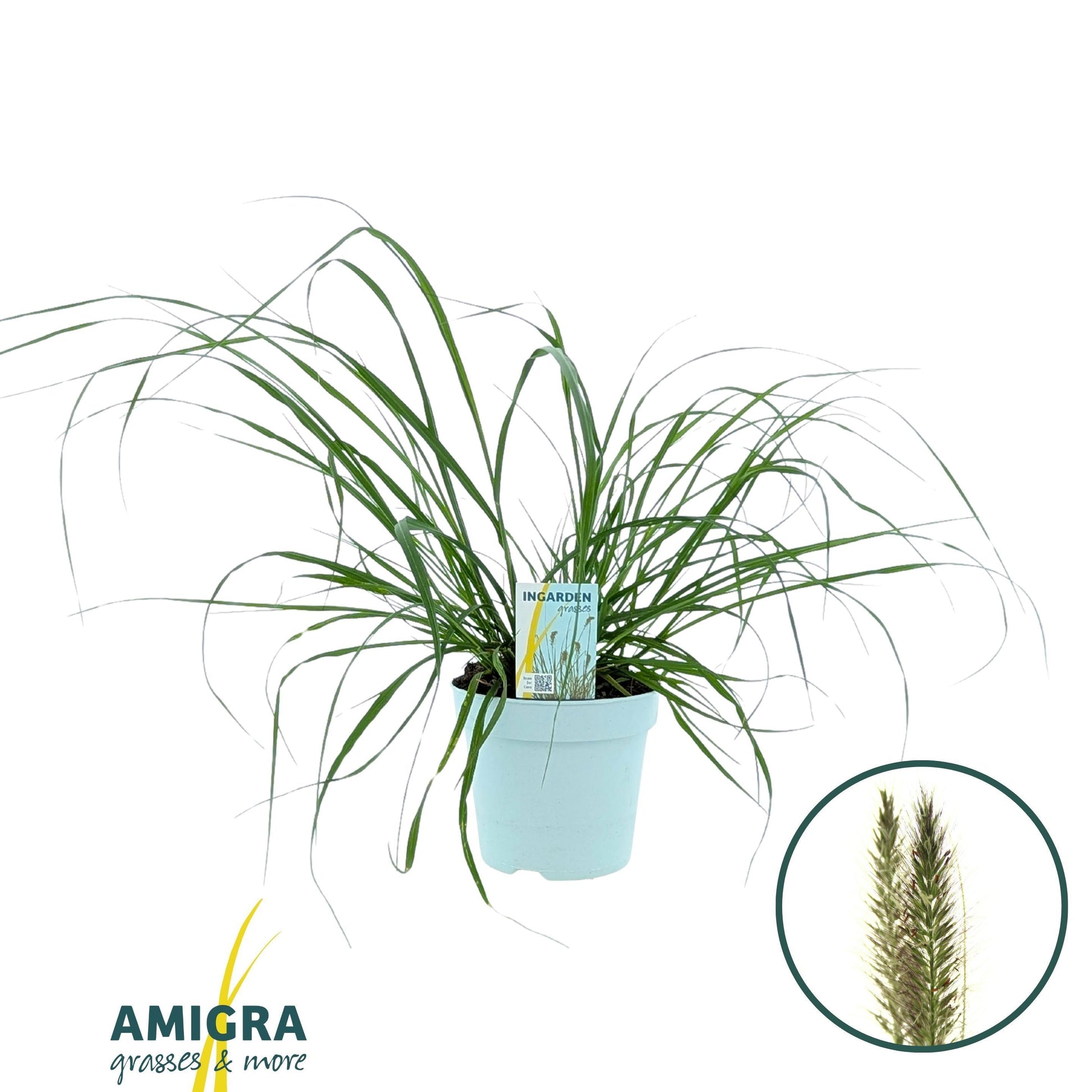 Pennisetum alopecuroides 50cm 17cm Pot