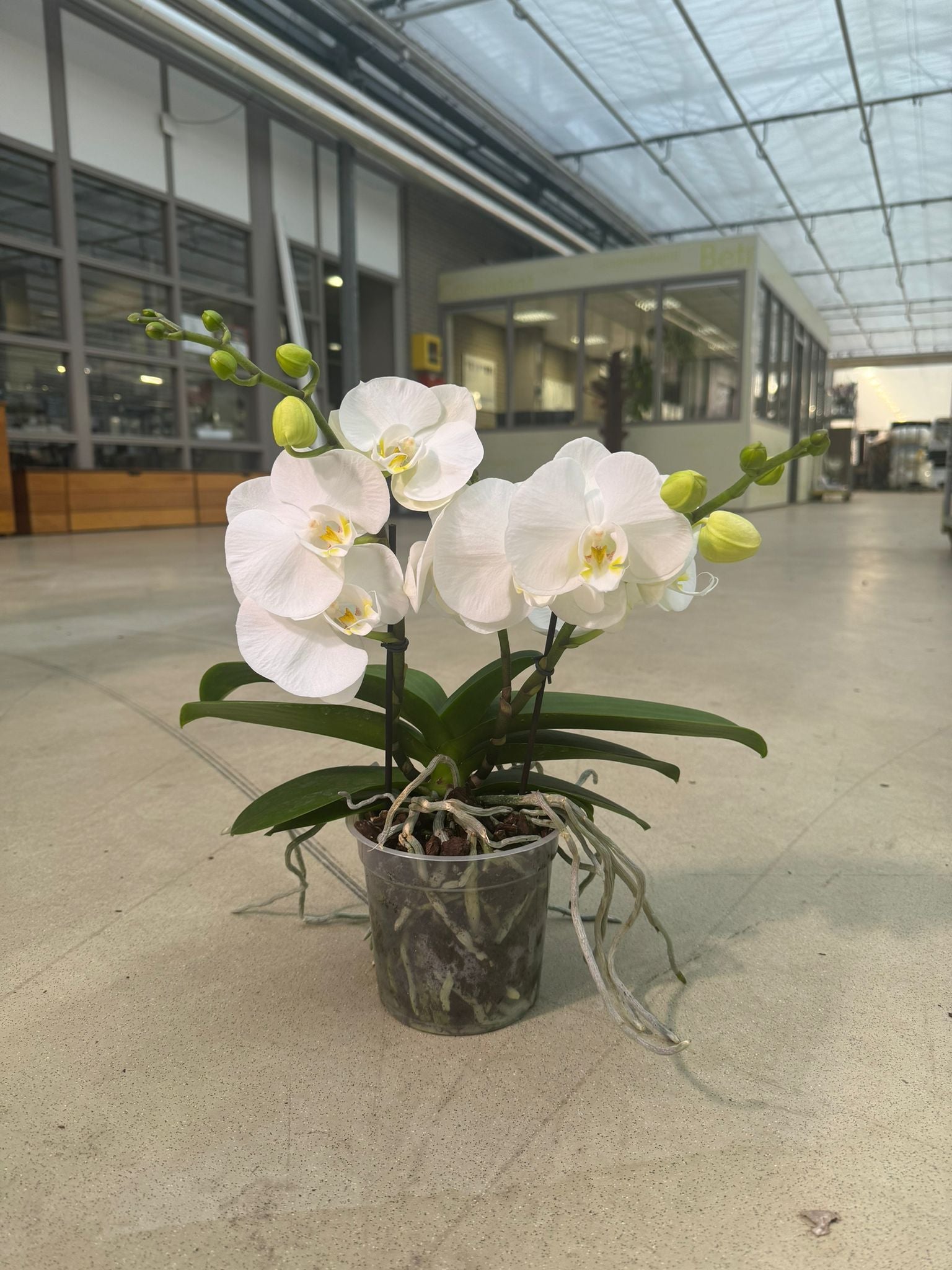 Phalaenopsis Big50 50cm 15cm Pot