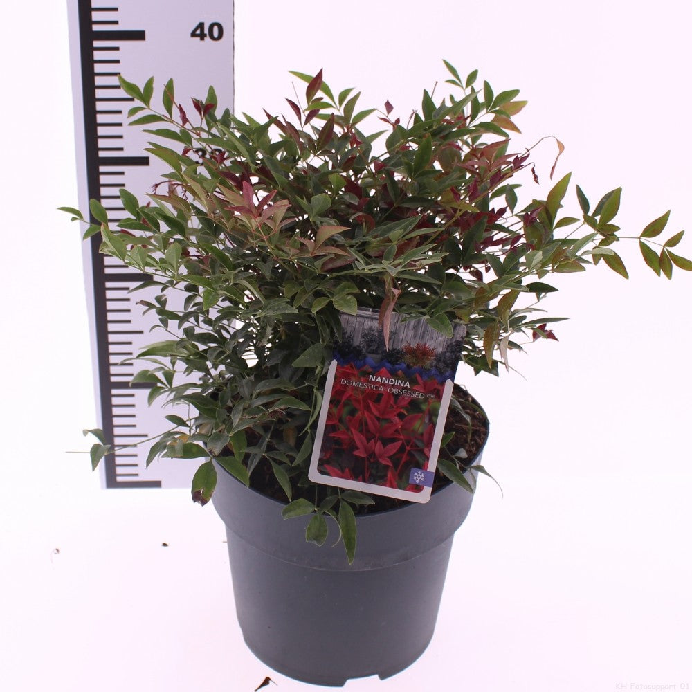 Nandina domestica Obsessed 55cm 23cm Pot