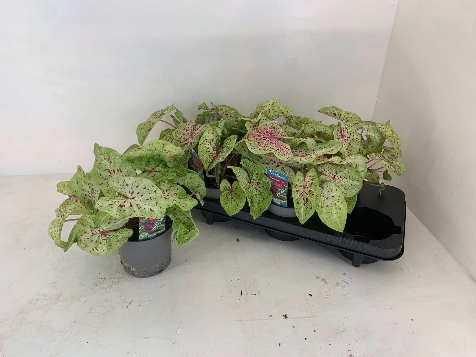 Caladium Carolyn Whorton 23cm 13cm Pot