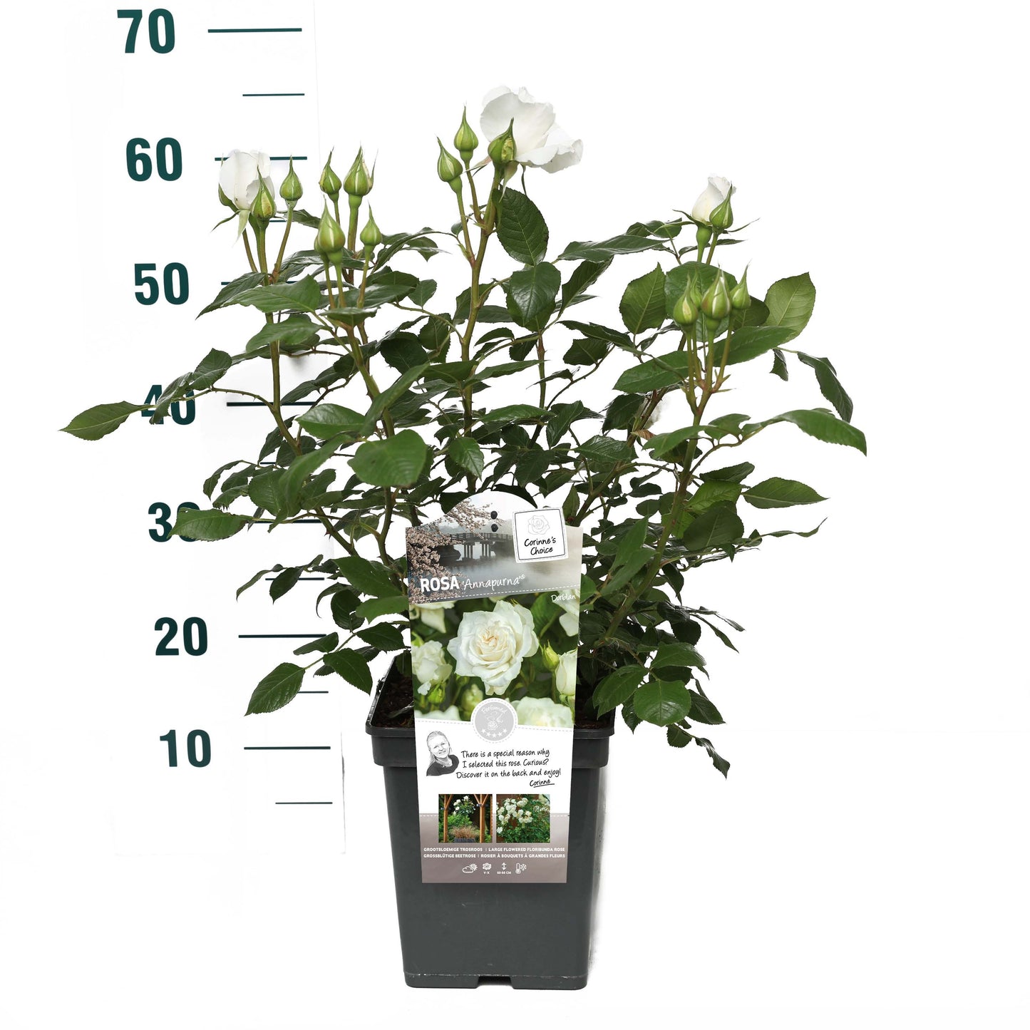 Rosa Hybrid 25cm 23cm Pot