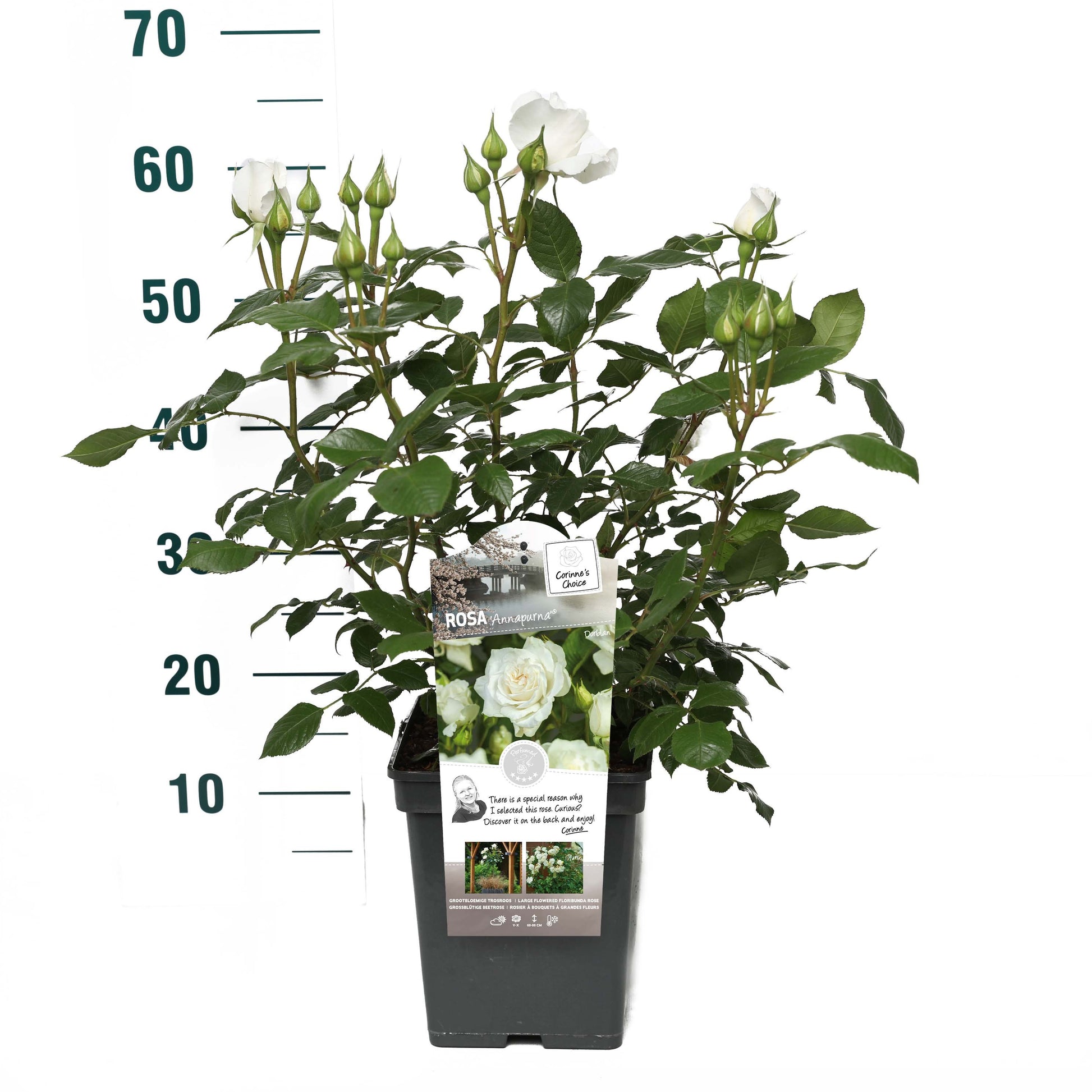 Rosa Hybrid 25cm 23cm Pot