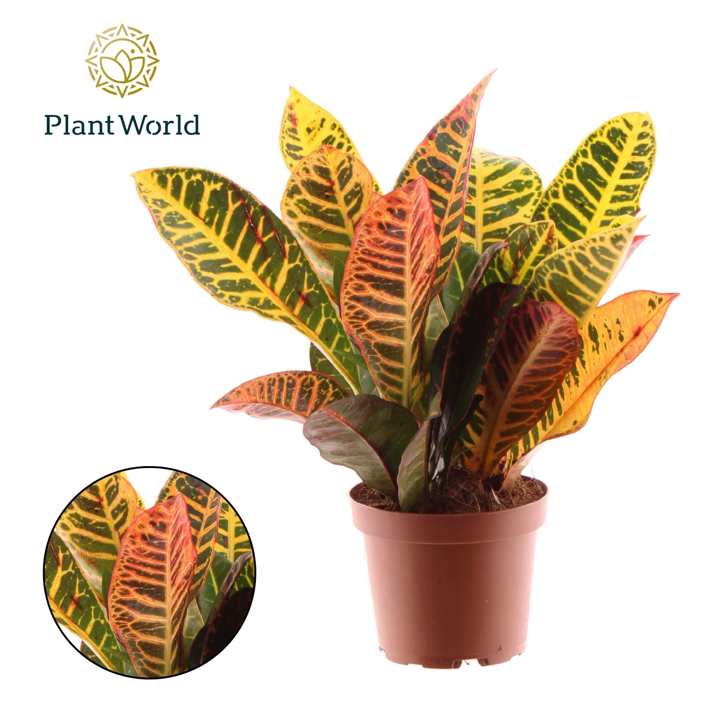 Codiaeum Petra 30cm 12cm Pot