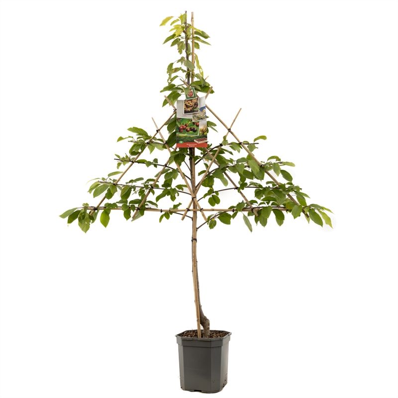Prunus avium Regina espalier 160cm 24cm Pot