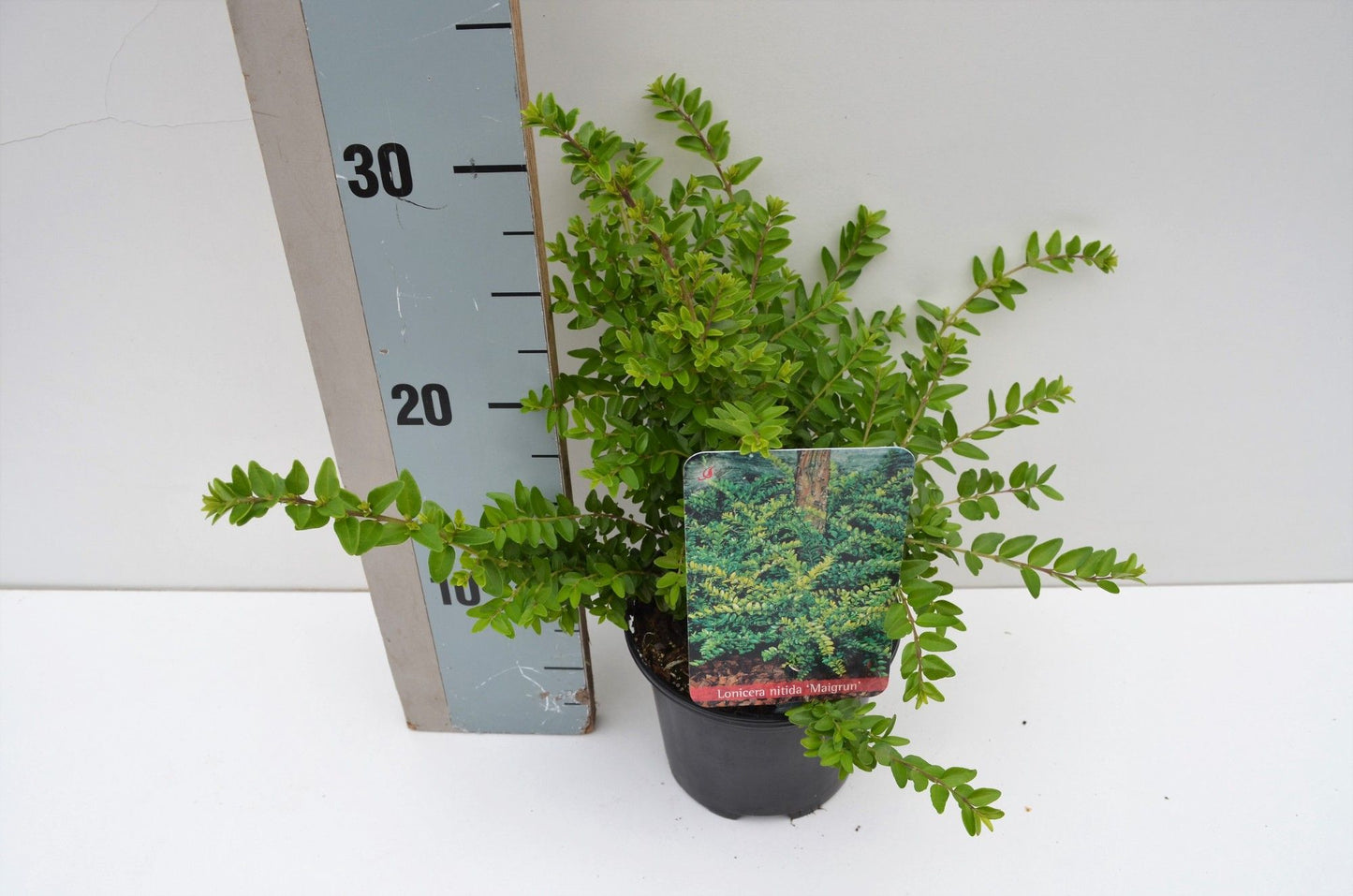 Lonicera nit. Maigruen 15cm 13cm Pot