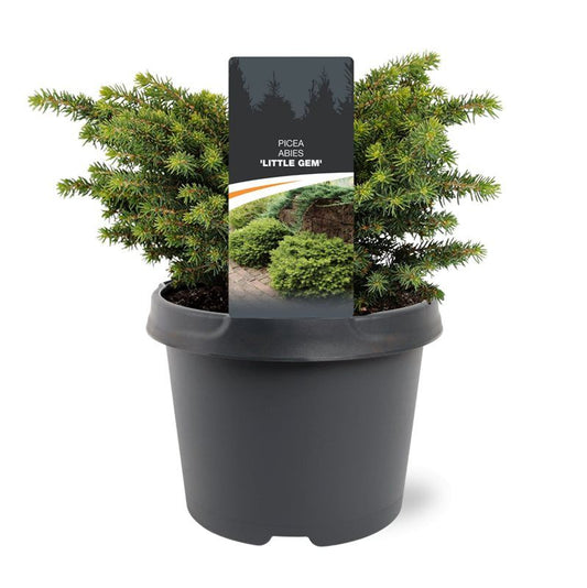 Picea ab. Little Gem 25cm 19cm Pot