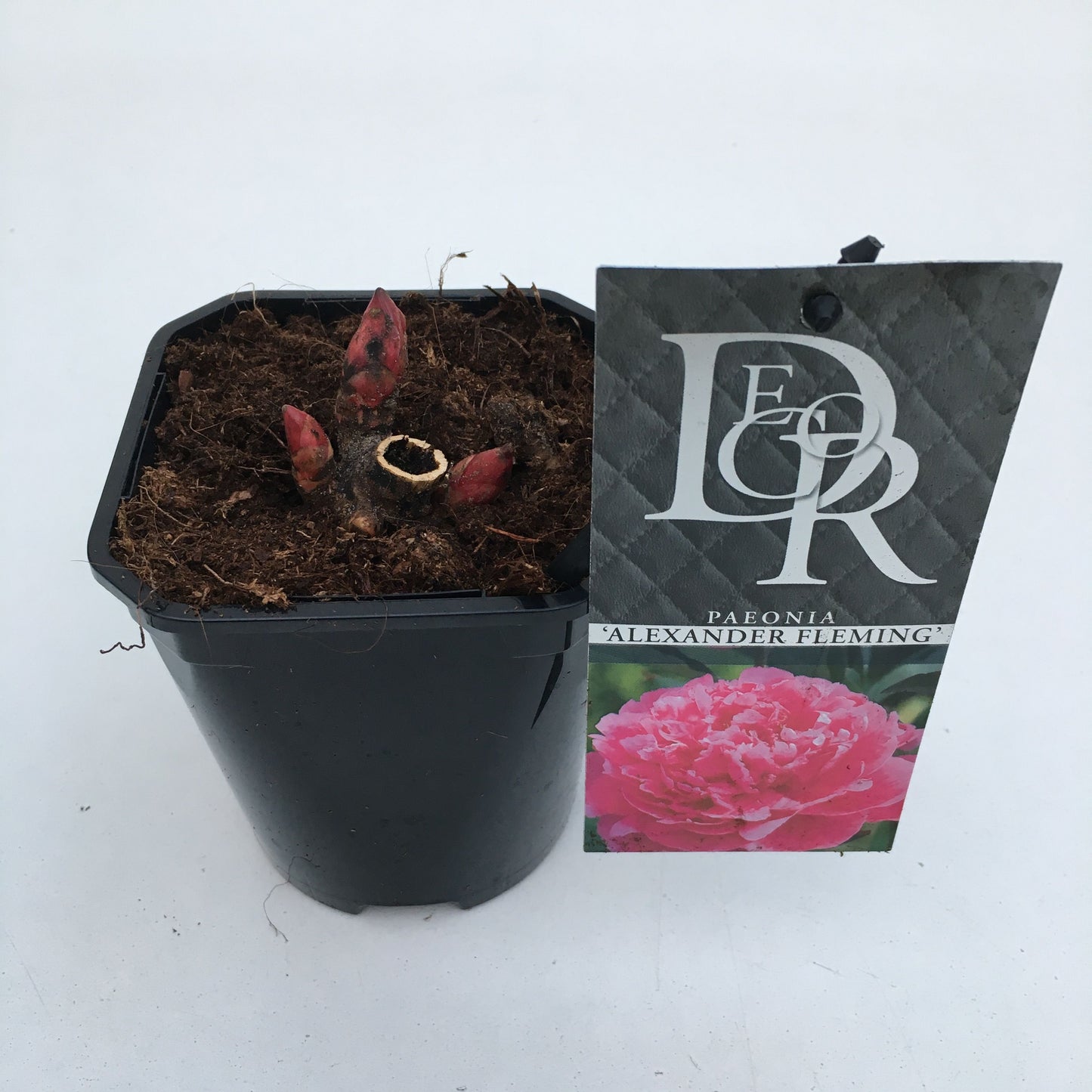 Paeonia Alexander Fleming 5cm 11cm Pot