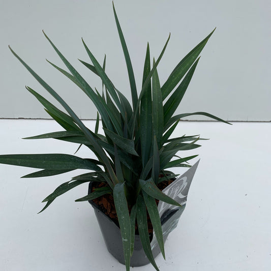 Dianella Blue Stream 30cm 17cm Pot