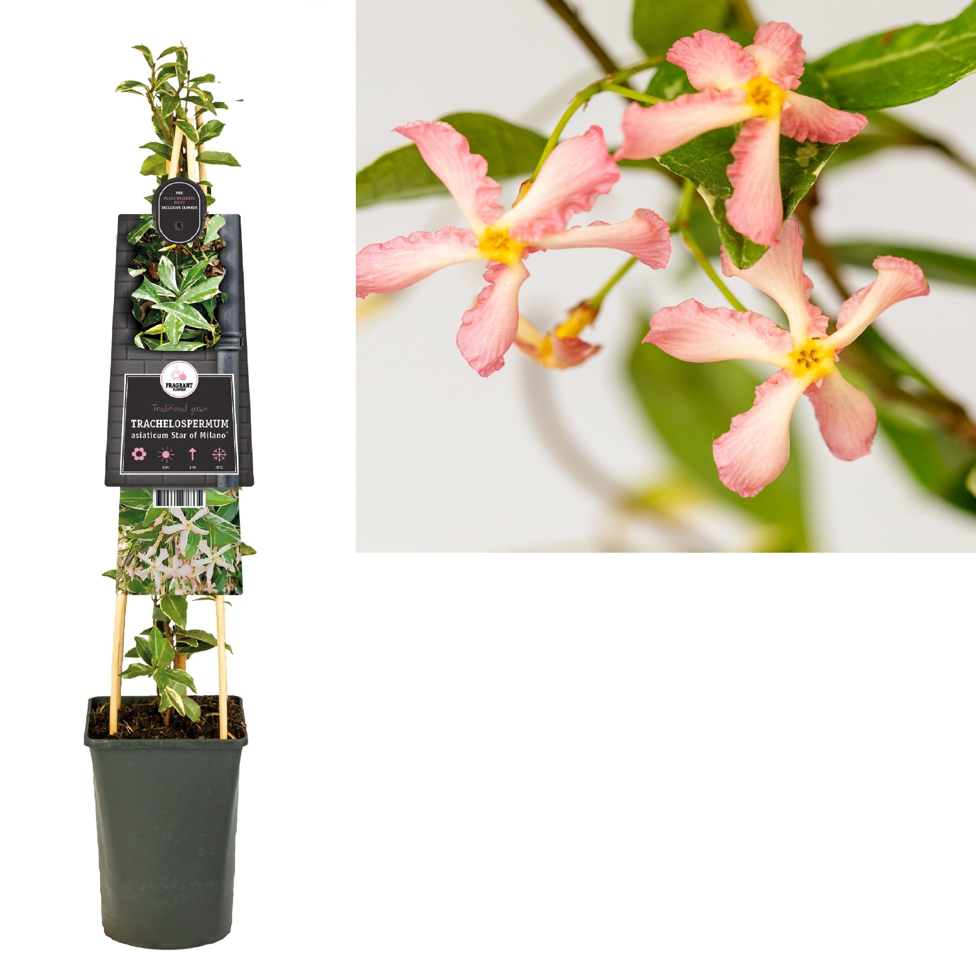 Trachelospermum asiaticum 75cm 17cm Pot