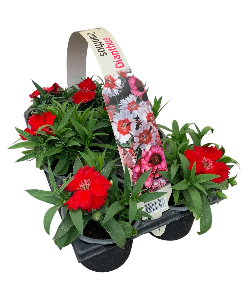 Dianthus chin. red 15cm 9cm Pot