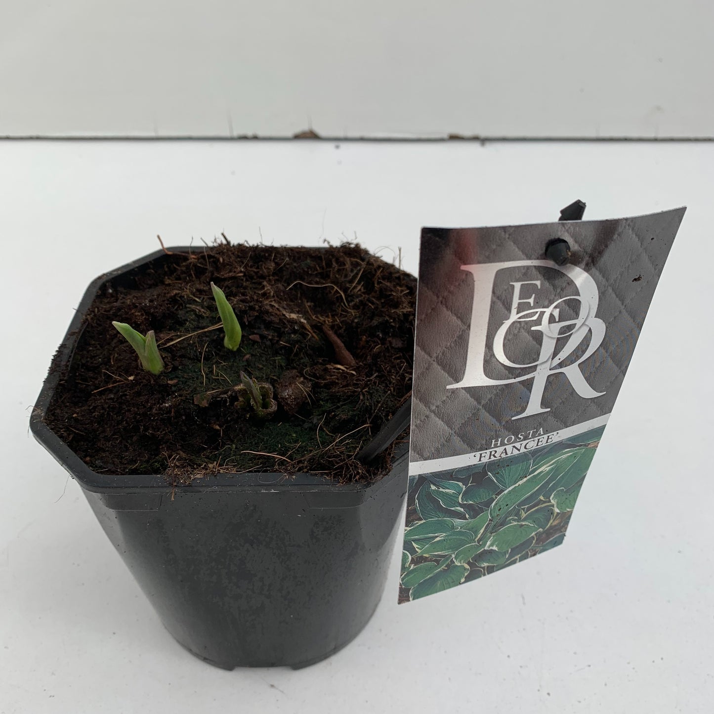 Hosta for. Francee 30cm 17cm Pot