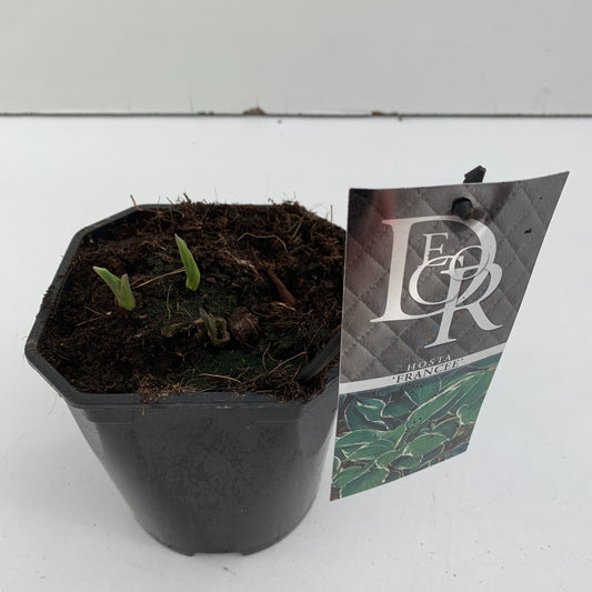 Hosta for. Francee 30cm 17cm Pot