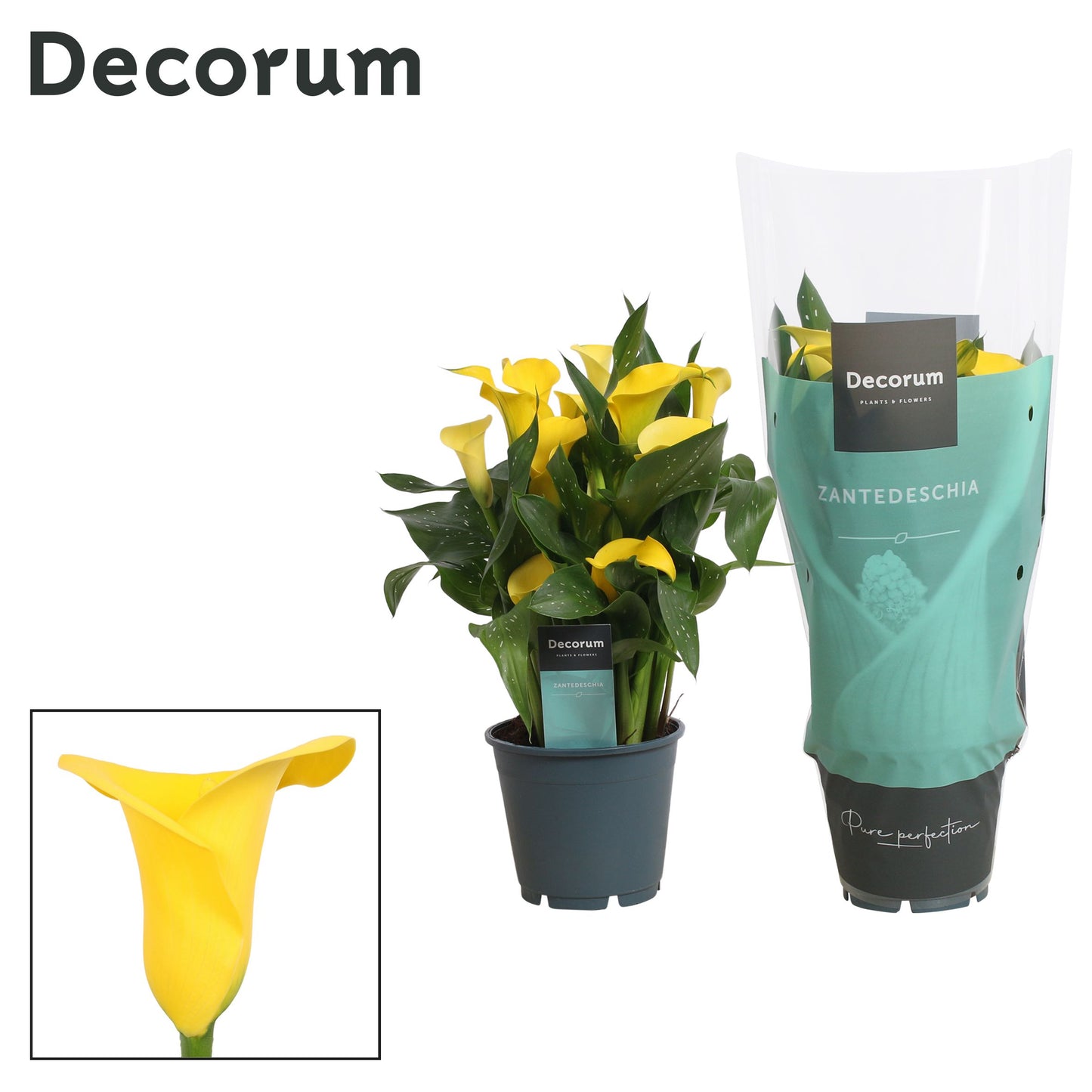 Zantedeschia Sunclub 40cm 14cm Pot