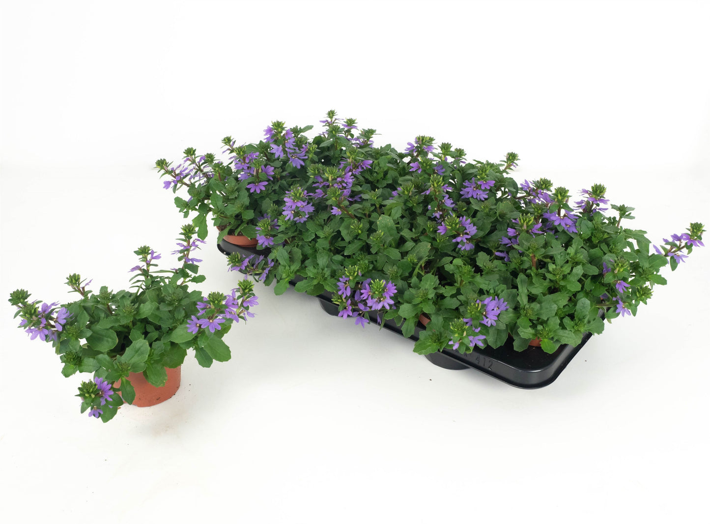 Scaevola Blue Touch 20cm 510cm Pot